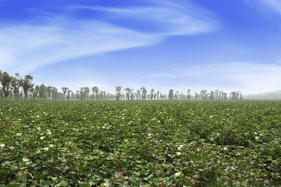 2.富平鹵泊灘鹽堿地治理項目改造後.jpg